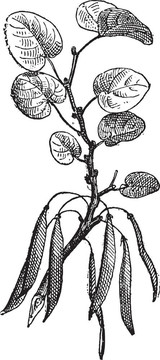 紫荊（紫荊siliquastrum）孤立在白色復(fù)古雕刻。