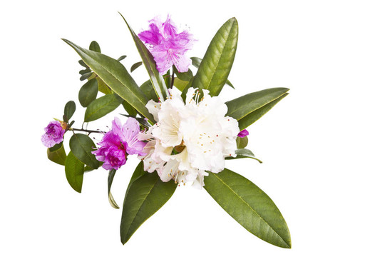時(shí)令花卉組合