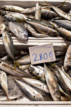鯖魚