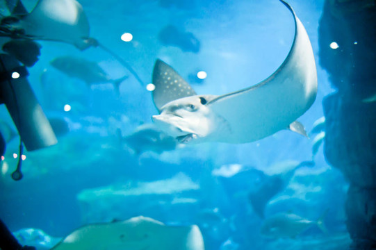 水下全景龜；珊瑚礁和魚類