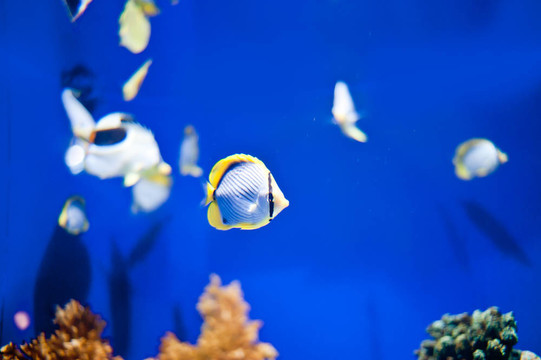 水下全景龜；珊瑚礁和魚類