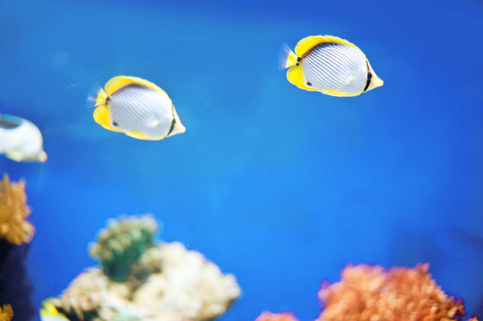水下全景龜；珊瑚礁和魚類
