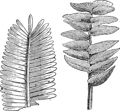 侏羅紀(jì)時(shí)代；Pterophyllum jaegeri；耳蝗；復(fù)古雕刻。