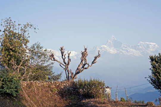 Machapuchare（魚尾山）在黎明。來自尼泊爾的Nagdaada。