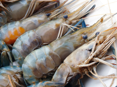 美味鮮蝦海鮮