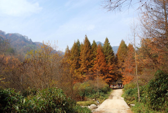 四川；中國；秋葉在高原