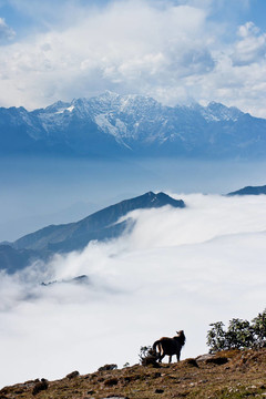 四川西部；中國；牛山云落