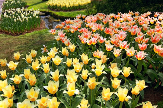 美麗的郁金香花園