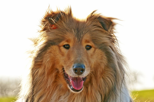 牧羊犬