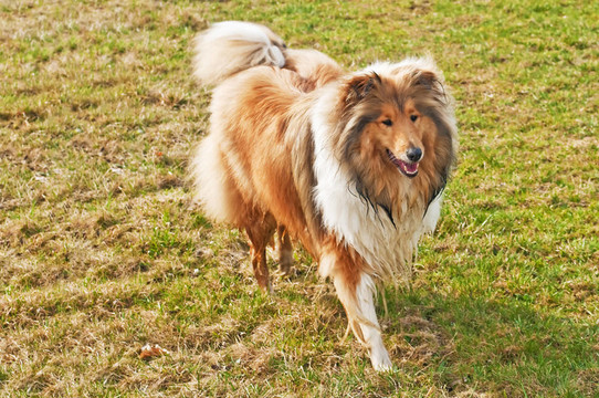 牧羊犬