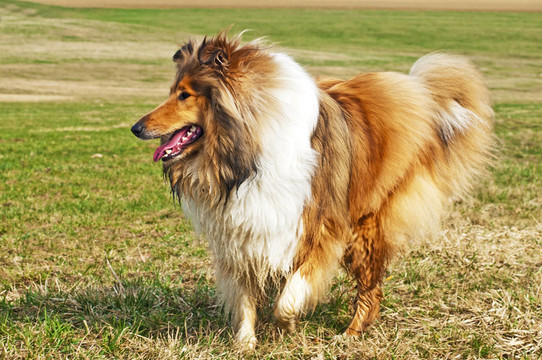 牧羊犬