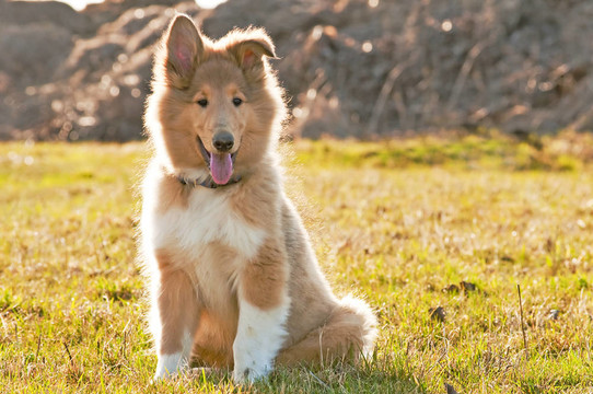 牧羊犬仔