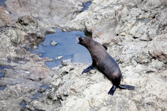 新西蘭海狗（Arctocephalus forsteri