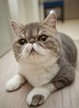 貓