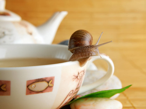 綠茶