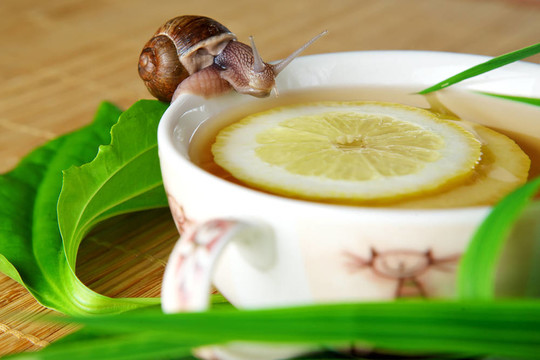 綠茶