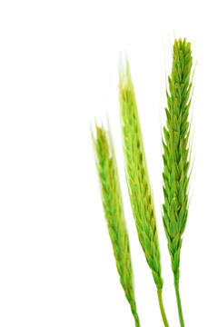 白背景小麥