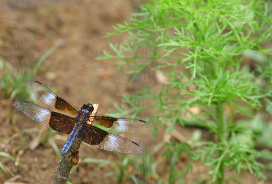 一個成年男性的寡婦撇渣器（Libellula luctuosa）蜻蜓上休息你的文本里堅持。
