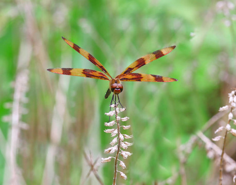 萬圣節(jié)的旗；Celithemis eponina dragonfly在舊死薄荷莖與你的文字里。