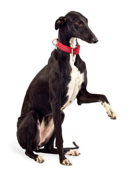 靈緹犬