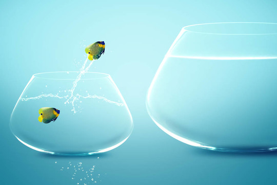 在小魚缸看金魚跳進大魚缸anglefish