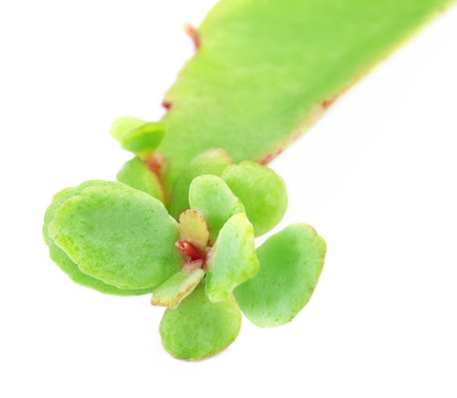草藥的長(zhǎng)壽花