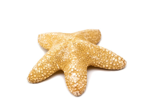 海星