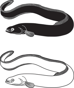 鰻魚河