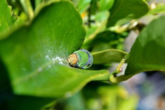 綠色的大卡特彼勒