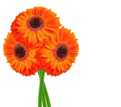 Gerber的花