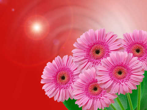 Gerber的花