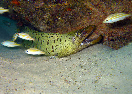 現(xiàn)貨面Moray；Mabul；Borneo；馬來西亞