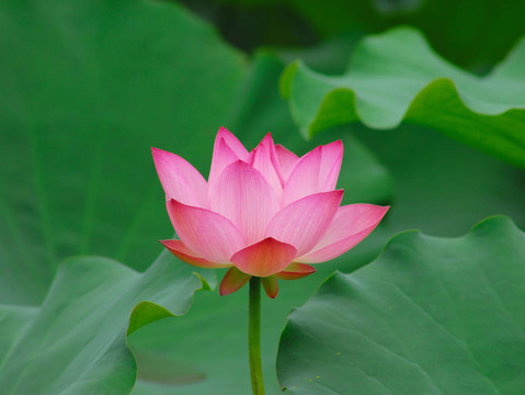 蓮花