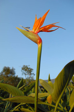 天堂鳥花