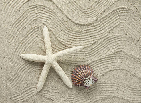 與海星海洋框架