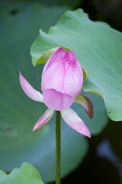 蓮花