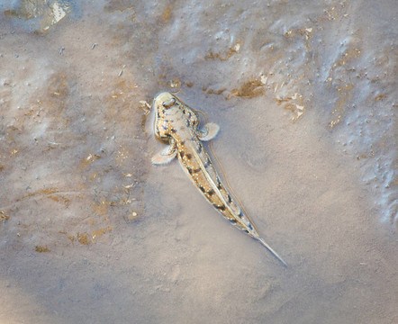 行走的魚彈涂魚