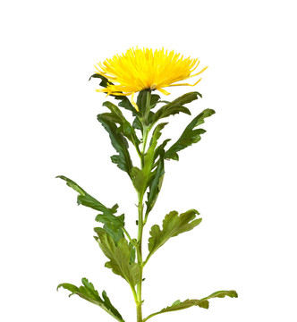 單黃菊花。白色隔離