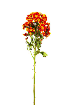 菊花。白色隔離