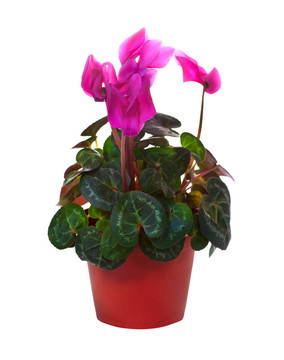 盆栽仙客來開花。白色隔離