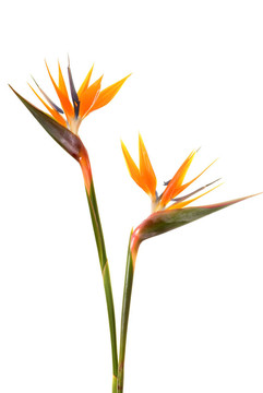 天堂鳥花（Strelitzia reginae）白色隔離B