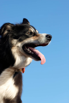 邊境牧羊犬的頭部開槍