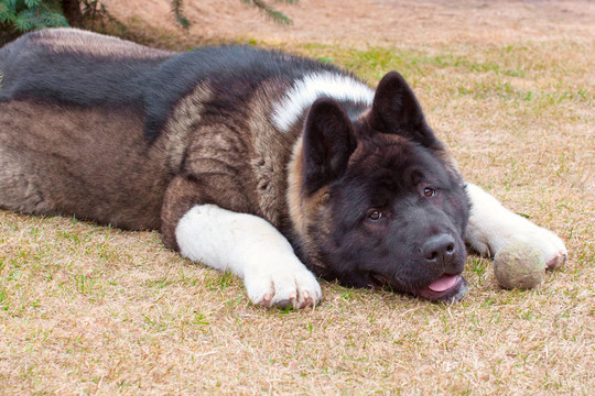 累了，年輕的秋田犬的狗
