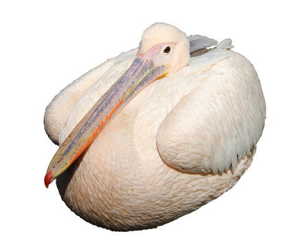 Pelican分離