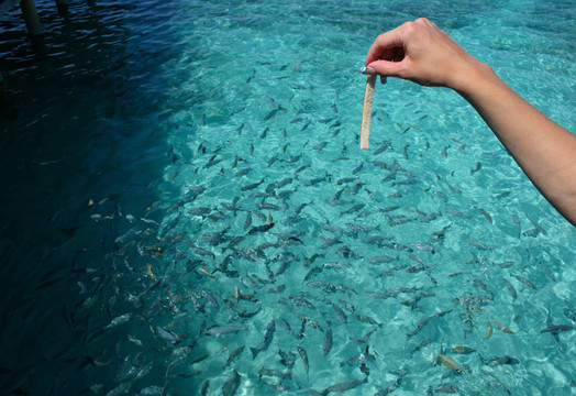 喂養(yǎng)的魚