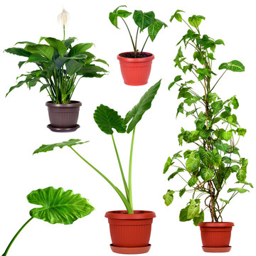 不同住宅植物的收集