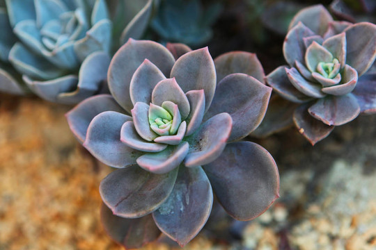 孔雀石蓮花屬的仙人掌