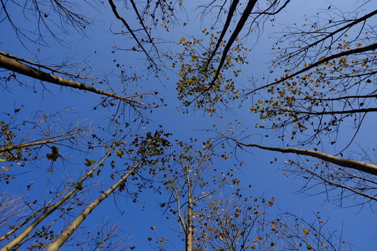 鵝掌楸樹林 藍天