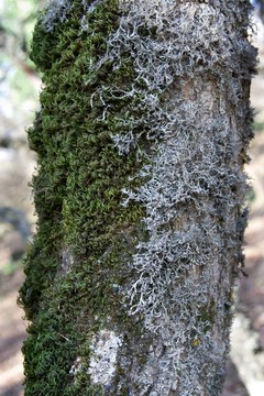 綠苔白