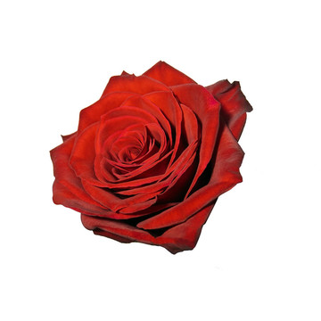 玫瑰花蕾